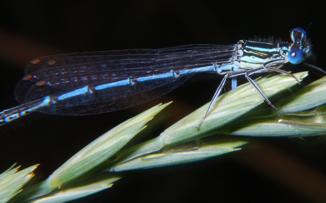 Libellula - Platycnemis pennipes